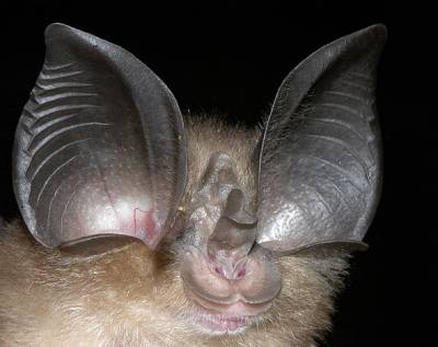I shall become a Bat. A very kinky bat.